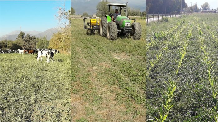 Ganadería regenerativa: restaurando la biodiversidad del suelo para combatir el cambio climático Ganadería regenerativa: restaurando la biodiversidad del suelo para combatir el cambio climático