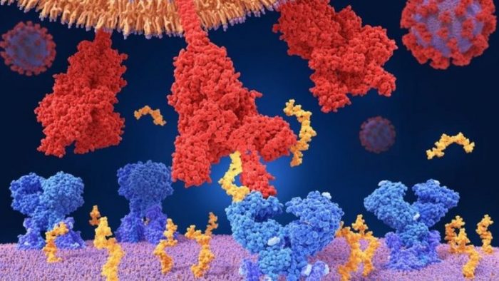 La nueva cepa del coronavirus llega a América Latina: 9 preguntas para entender qué está pasando