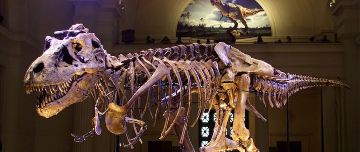 ¿Crecimiento pausado o súbito estirón? Cómo se desarrollaba un dinosaurio feroz ¿Crecimiento pausado o súbito estirón? Cómo se desarrollaba un dinosaurio feroz