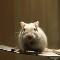 Be Cruelty Free: Ingresan proyecto de ley al Congreso que prohíbe el testeo de cosméticos en animales