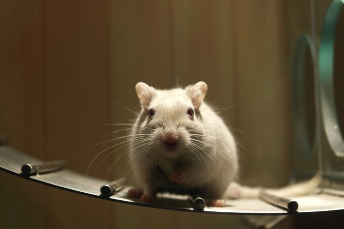 Be Cruelty Free: Ingresan proyecto de ley al Congreso que prohíbe el testeo de cosméticos en animales Be Cruelty Free: Ingresan proyecto de ley al Congreso que prohíbe el testeo de cosméticos en animales