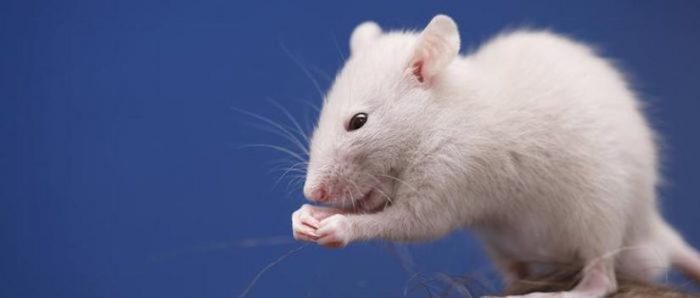Científicos estadounidenses lograron revertir la pérdida de la visión en ratones