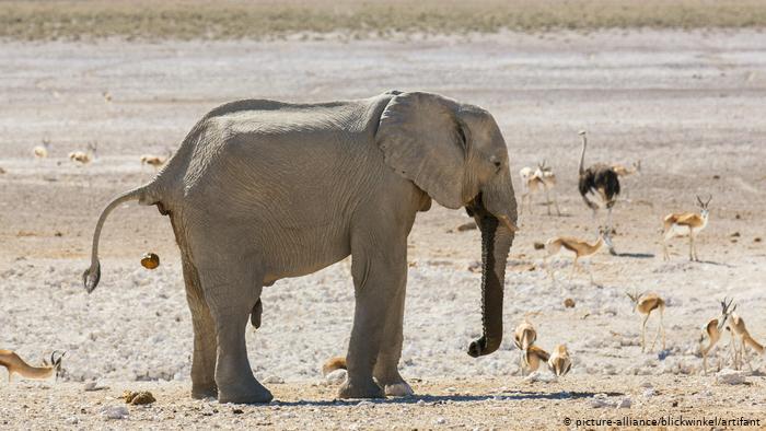 Namibia pone a la venta 170 elefantes debido a la sequía y el aumento de su población