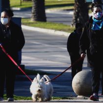 Modificación a la Ley de Copropiedad busca eliminar la prohibición de tener mascotas en edificios