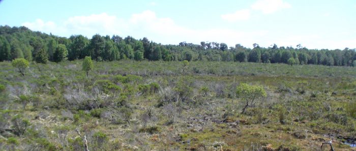 Investigación determinó que incendios forestales en bosques sureños generan daños que pueden durar más de cinco décadas Investigación determinó que incendios forestales en bosques sureños generan daños que pueden durar más de cinco décadas