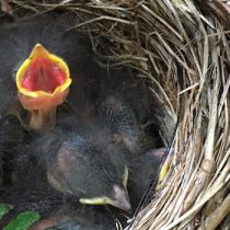 Estudio evidencia que depredación de nidos afecta la  sobrevivencia de polluelos de Isla Navarino