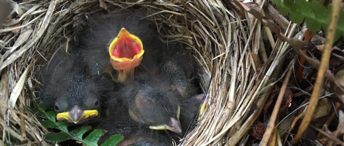 Estudio evidencia que depredación de nidos afecta la  sobrevivencia de polluelos de Isla Navarino