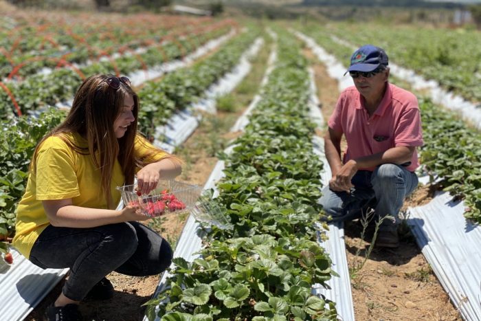 Ruta de la frutilla sustentable permite a los turistas hasta cosechar la fruta que compran Ruta de la frutilla sustentable permite a los turistas hasta cosechar la fruta que compran