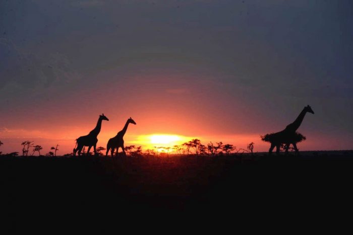 Kenia: el paraíso de la vida salvaje Kenia: el paraíso de la vida salvaje