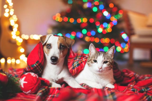 Colegio Médico Veterinario advierte sobre las mascotas como regalo de Navidad Colegio Médico Veterinario advierte sobre las mascotas como regalo de Navidad