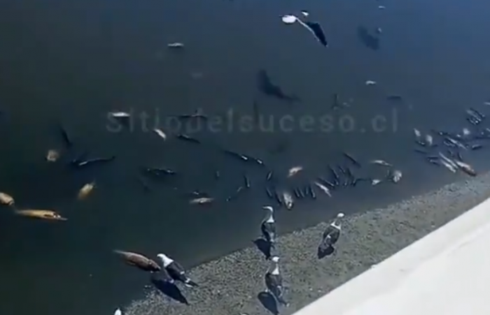 Gran cantidad de peces muertos en Estero Marga Marga tras rotura de cañería: Autoridades sanitarias instruyen sumario para esclarecer los hechos Gran cantidad de peces muertos en Estero Marga Marga tras rotura de cañería: Autoridades sanitarias instruyen sumario para esclarecer los hechos