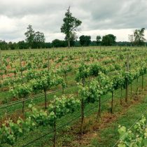 Desarrollan investigaciones sobre vino espumante único en el país