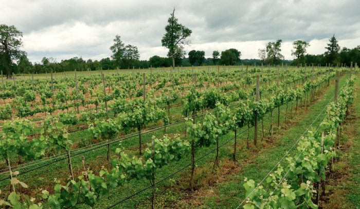 Desarrollan investigaciones sobre vino espumante único en el país Desarrollan investigaciones sobre vino espumante único en el país