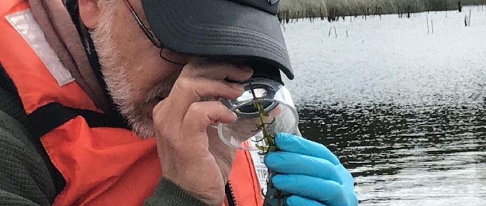 Científicos analizan turbiedad del agua y disminución en planta con que se alimentan cisnes en Humedal del Río Cruces