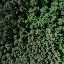 Aumentar la biodiversidad de los bosques hará que resistan al cambio climático