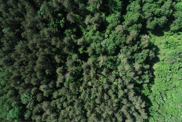 Aumentar la biodiversidad de los bosques hará que resistan al cambio climático Aumentar la biodiversidad de los bosques hará que resistan al cambio climático