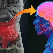 La conexión entre la microbiota y la depresión