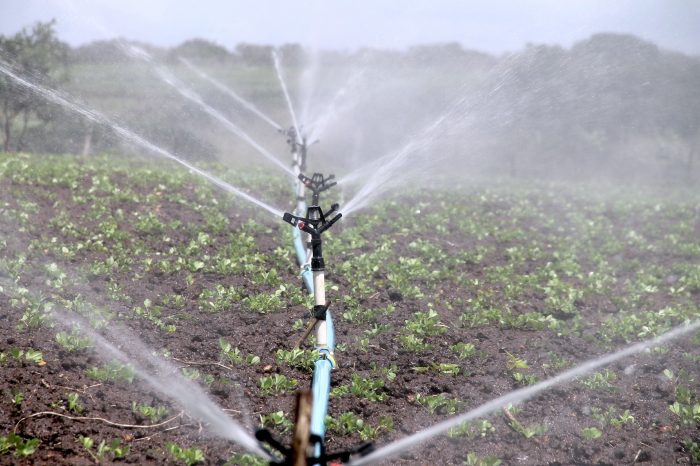 Crean plataforma agrícola para determinar las necesidades de riego de los cultivos en tiempo real Crean plataforma agrícola para determinar las necesidades de riego de los cultivos en tiempo real