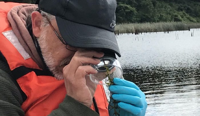 Científicos analizan turbiedad del agua y disminución en planta con que se alimentan cisnes en Humedal del Río Cruces Científicos analizan turbiedad del agua y disminución en planta con que se alimentan cisnes en Humedal del Río Cruces