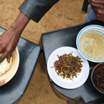 Termitas en el menú: protegiendo los insectos comestibles de Sudáfrica