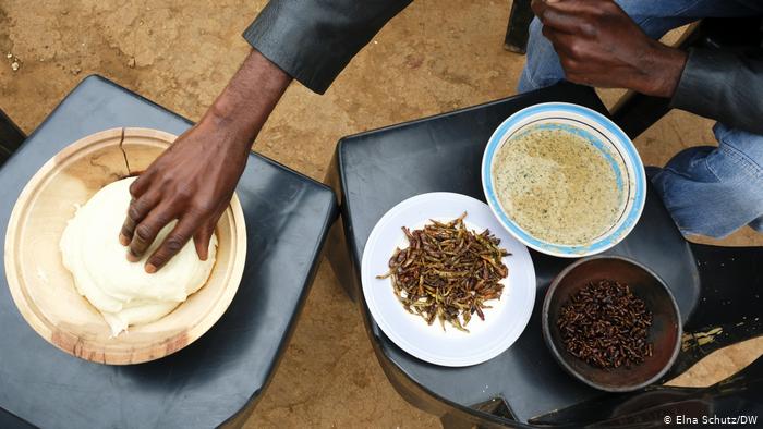 Termitas en el menú: protegiendo los insectos comestibles de Sudáfrica Termitas en el menú: protegiendo los insectos comestibles de Sudáfrica