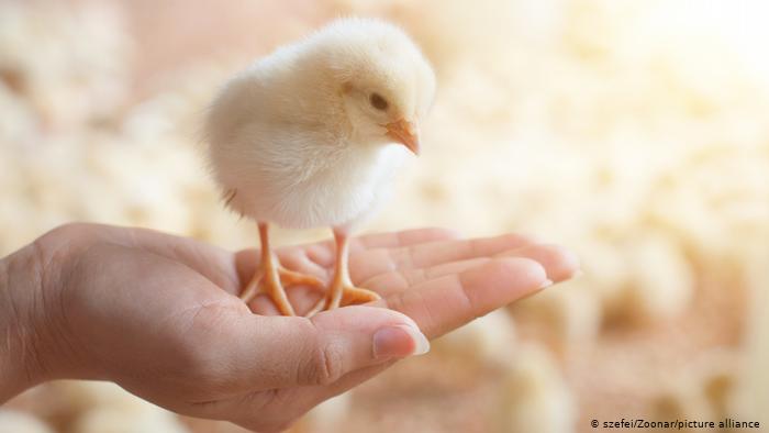 Alemania prohíbe la matanza de pollitos a partir de 2022