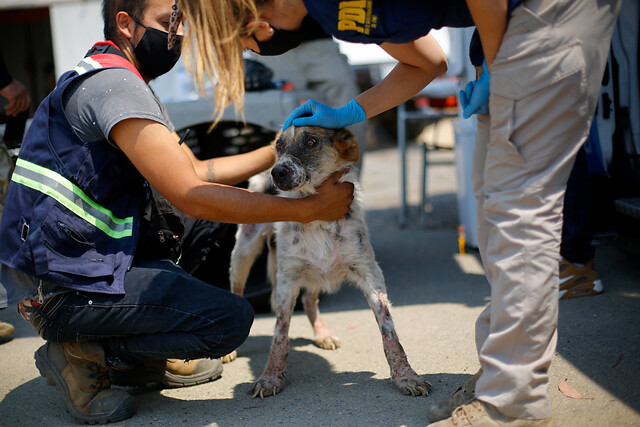 Quilpué: PDI instaló centro de ayuda para mascotas afectadas por el incendio forestal