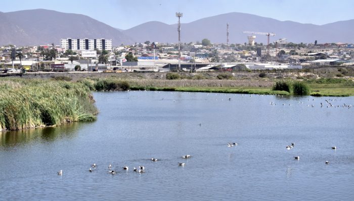 Proyecto piloto monitoreará humedales en Coquimbo Proyecto piloto monitoreará humedales en Coquimbo