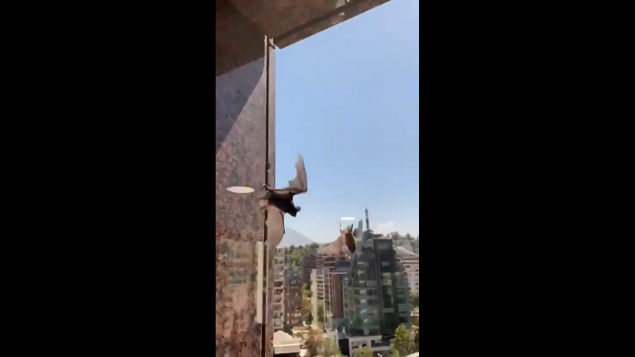 Registran a decena de murciélagos volando en Las Condes: intentaban ingresar a edificio