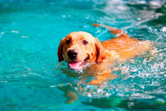 Altas temperaturas y mascotas: ¿cuán seguido deben bañarse?