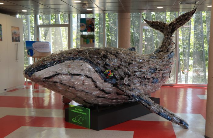 “Cetácea, Ecos del Mar”: conociendo la biodiversidad marina “Cetácea, Ecos del Mar”: conociendo la biodiversidad marina