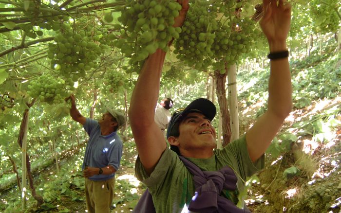 Destinan $120 millones para impulsar experiencias que complementen procesos de innovación agraria Destinan $120 millones para impulsar experiencias que complementen procesos de innovación agraria
