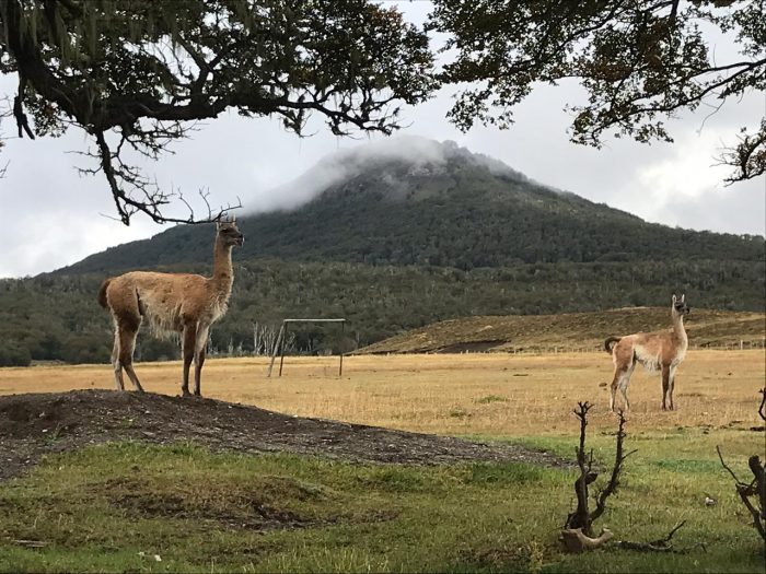 Red de Constitucionalismo Ecológico propone la protección y valoración de la biodiversidad en centro del debate constitucional Red de Constitucionalismo Ecológico propone la protección y valoración de la biodiversidad en centro del debate constitucional