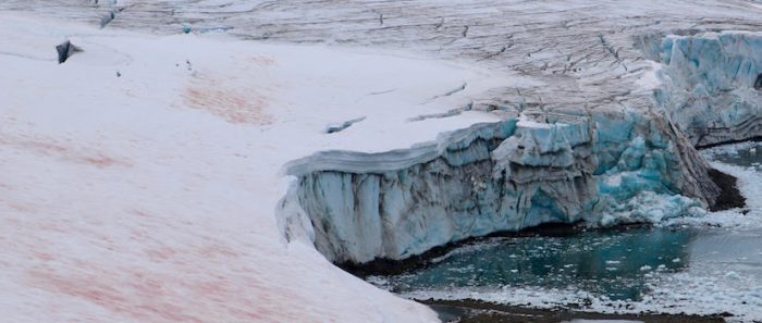 Algas contribuyen a la pérdida de nieve en la península Antártica Algas contribuyen a la pérdida de nieve en la península Antártica