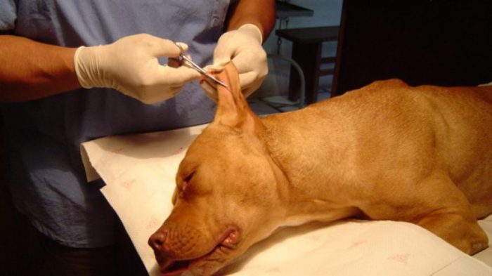 Proyecto de ley busca impedir mutilaciones estéticas en animales