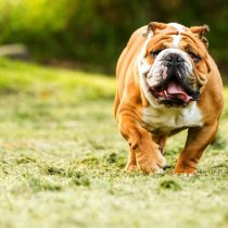 Nueve razas de perros con mayor riesgo de insolación y lo que puede hacer para prevenirlo