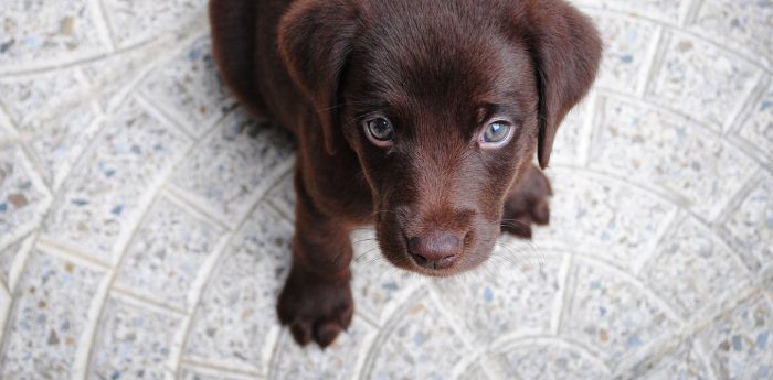 Cómo ayudar a perros y gatos a manejar la ansiedad por separación cuando sus humanos regresan al trabajo Cómo ayudar a perros y gatos a manejar la ansiedad por separación cuando sus humanos regresan al trabajo