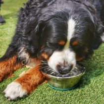 Implementan bebedores sanitizados para mascotas en locales de comida para prevenir contagios de Covid-19