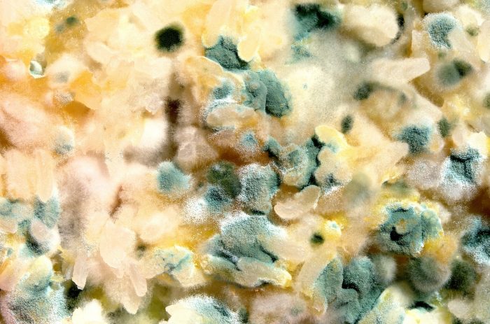 ¿Qué son las micotoxinas y los hongos en nuestros alimentos y por qué tenemos que prevenirlos?
