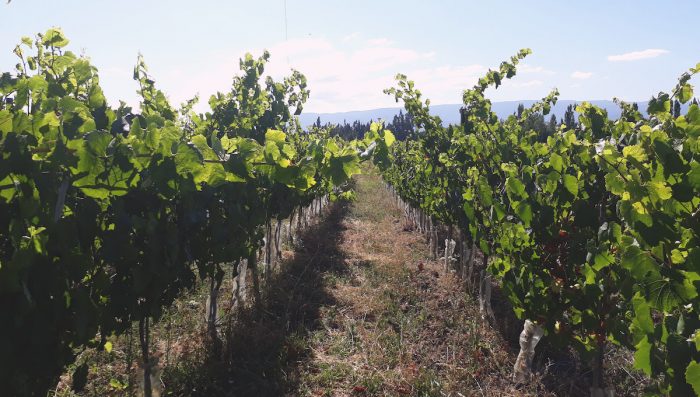 Viñas emergentes de La Araucanía anuncian proyecto asociativo Viñas emergentes de La Araucanía anuncian proyecto asociativo