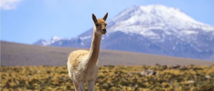 El superfertilizante natural que le permitió a una civilización preincaica prosperar en el árido desierto de Atacama en Chile El superfertilizante natural que le permitió a una civilización preincaica prosperar en el árido desierto de Atacama en Chile