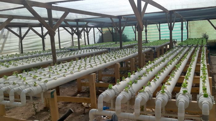 Agricultores del altiplano inician cultivos hidropónicos: ahorran un 80% de agua en producción Agricultores del altiplano inician cultivos hidropónicos: ahorran un 80% de agua en producción