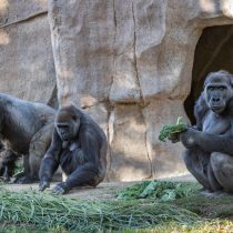 Gorilas de zoológico de San Diego se enfermaron de Covid-19