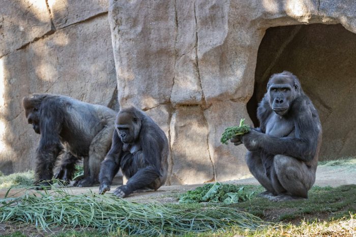 Gorilas de zoológico de San Diego se enfermaron de Covid-19 Gorilas de zoológico de San Diego se enfermaron de Covid-19