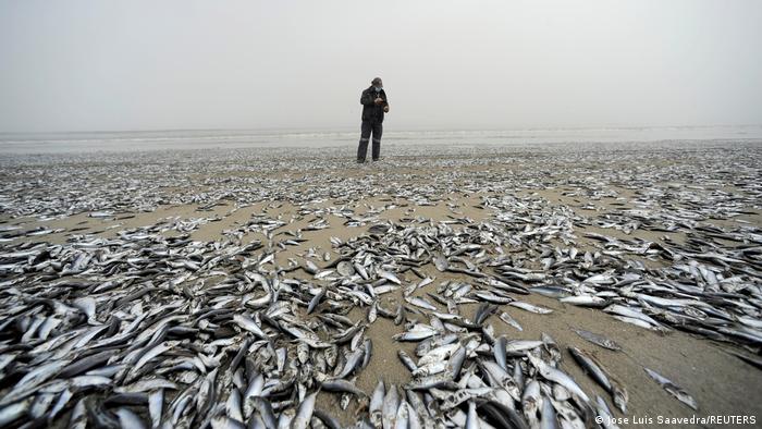 Miles de peces aparecen muertos en los ríos Laraquete y Carampangue Miles de peces aparecen muertos en los ríos Laraquete y Carampangue