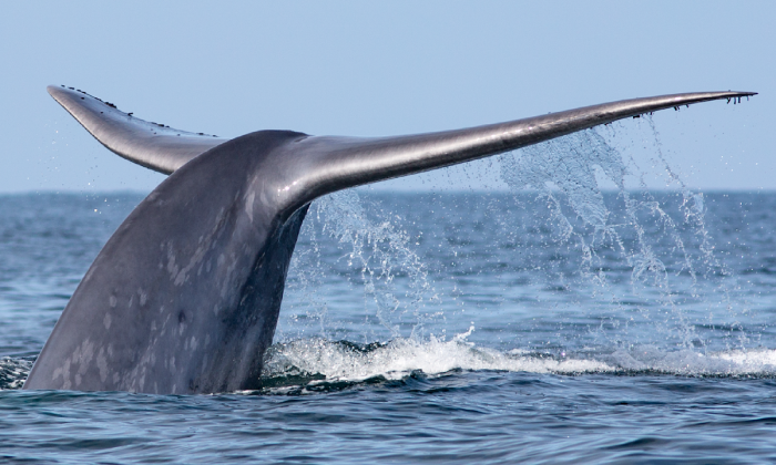 Día Mundial de las Ballenas: la importancia de estos gigantes del océano para el planeta Día Mundial de las Ballenas: la importancia de estos gigantes del océano para el planeta