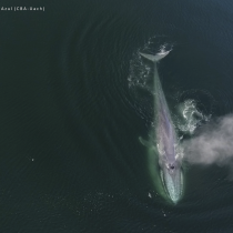 Población de ballenas azules, en peligro de extinción, corren serio riesgo en el sur de Chile por intenso tráfico de naves pesqueras
