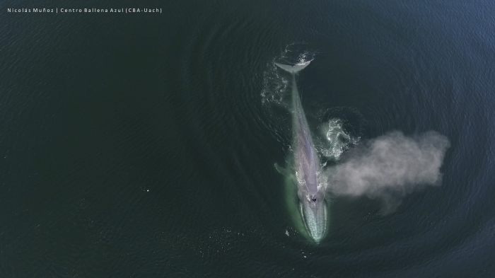 Población de ballenas azules, en peligro de extinción, corren serio riesgo en el sur de Chile por intenso tráfico de naves pesqueras Población de ballenas azules, en peligro de extinción, corren serio riesgo en el sur de Chile por intenso tráfico de naves pesqueras