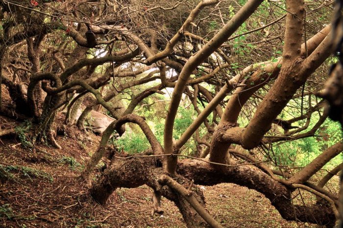 Libro propone frenar la destrucción del bosque nativo con sistema de uso sustentable Libro propone frenar la destrucción del bosque nativo con sistema de uso sustentable