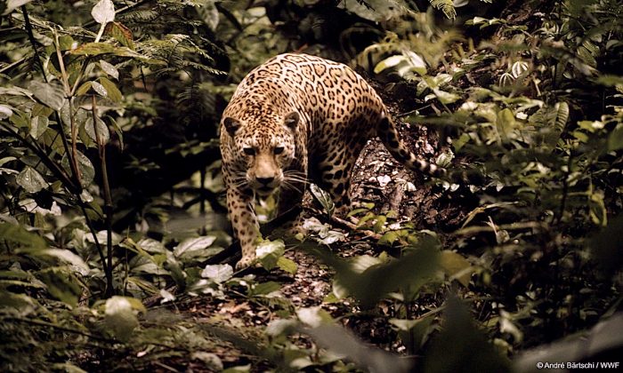 Plan Jaguar 2030: piden a gobiernos de América Latina cumplir con conservación del animal